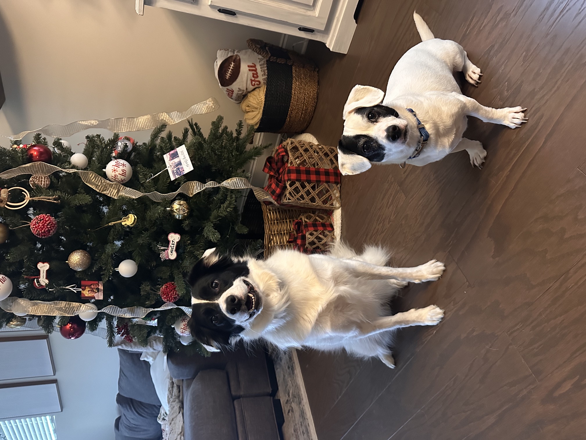 Ziggy and Marley, the Rocky Oak family dogs
